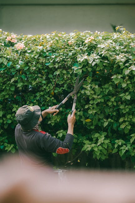 A person wearing a wide-brimmed hat and dark clothing is trimming a dense, flowering hedge with long-handled pruning shears. The hedge, situated in a garden, features lush green leaves and pale pink b